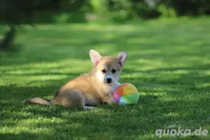 Corgi Pembroke Bube bietet Bund fürs Leben