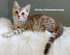 Mobile Katzen.- und Hundebetreuung in Mannheim !