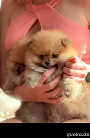 Wunderschöne Pomeranian Welpen mit Ahnentafel