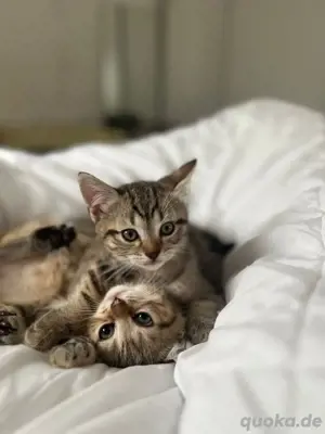 3 BKH Kitten ab 11.07.25 abzugeben   liebevolles Zuhause gesucht