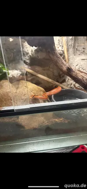Oreocryptophis porphyraceus coxi 0.2