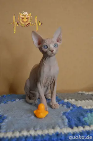 Canadian Sphynx WCF Stammbaum Blue Eyed Junge und Mädchen