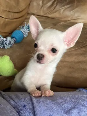 Chihuahua Hündin