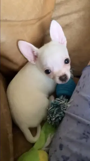 Chihuahua Welpe Rüde