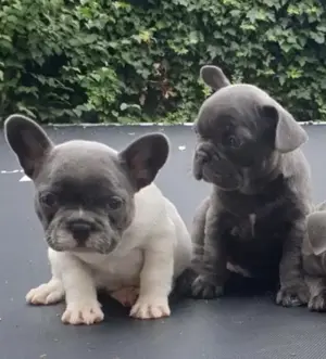 Französische Bulldoggen Welpen  Bild 8
