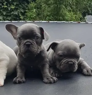 Französische Bulldoggen Welpen  Bild 7