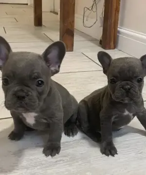 Französische Bulldoggen Welpen  Bild 3