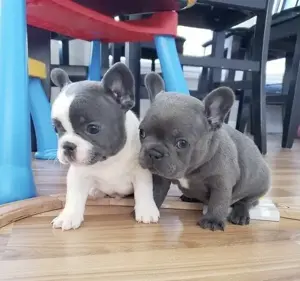 Französische Bulldoggen Welpen 