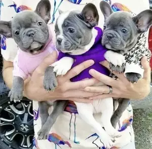 Französische Bulldoggen Welpen  Bild 10