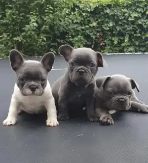 Französische Bulldoggen Welpen  Bild 4