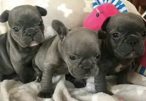 Französische Bulldoggen Welpen  Bild 2