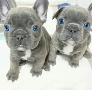 Französische Bulldoggen Welpen 