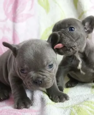 Französische Bulldoggen Welpen  Bild 6