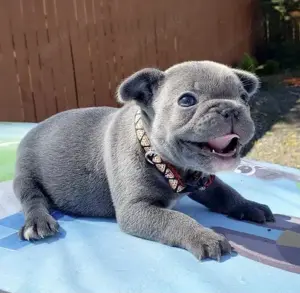 Französische Bulldoggen Welpen  Bild 9