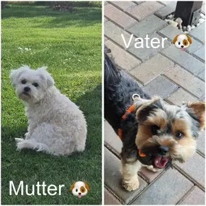 Morkie Welpen Mischlinge