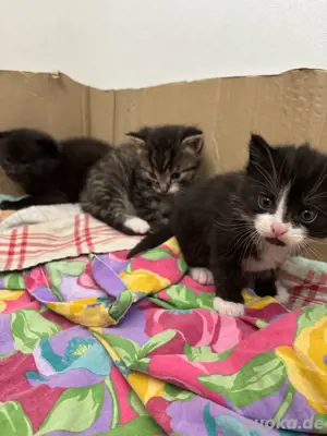 Babykatze,Babykater