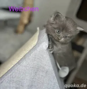 Bkh Blh Mai-Kitten