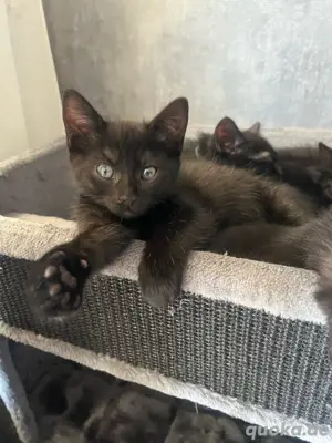 heilige birma mix kitten 