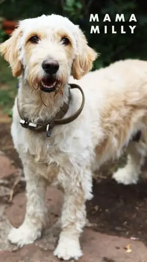 Goldendoodle Welpen abzugeben 