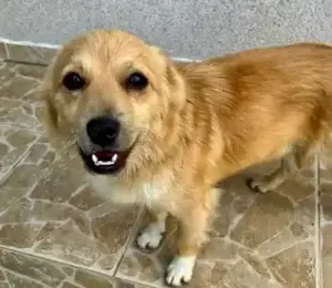 Felix sucht dringend ein Zuhause