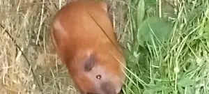 Zwei Meerschweinchen Böcke abzugeben 