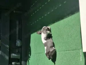 Französische Bulldogge welpe 