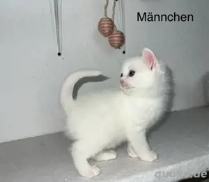 BKH Mai-Kitten