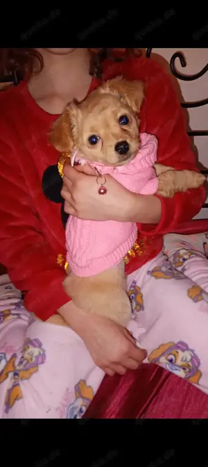 Chihuahua Mix Weibchen sucht neues Zuhause  Bild 2