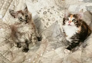 Reinrassige Maine Coon Kitten 