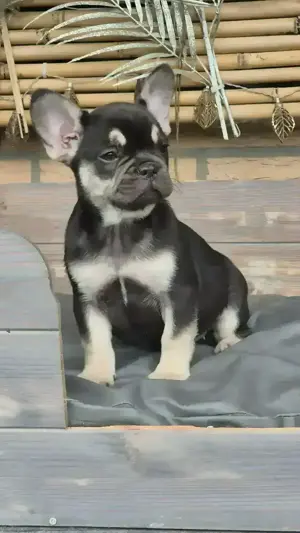 Französische bulldoggen welpen Freiatmend 