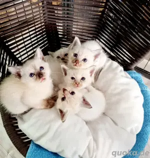 Heilge Birma   Siam Mix Kitten 