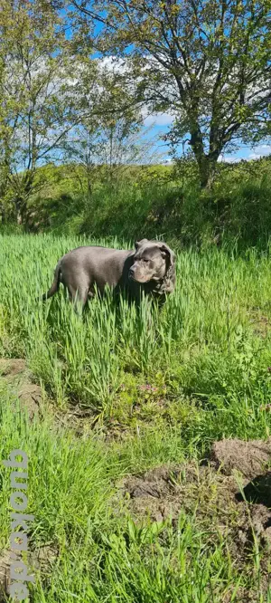 Cane Corso sucht dringend neues zu Hause