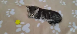 Katzenbaby " Akira "