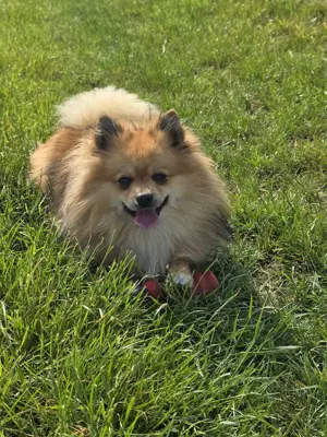 Kleinspitz Deckrüde - kein Verkauf Bild 2