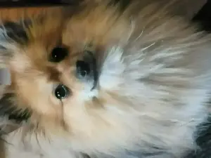 Kleinspitz Deckrüde - kein Verkauf Bild 3