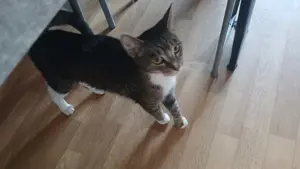 Verkaufe Katze 1jahr alt 