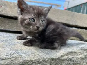 Katzenbabys
