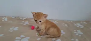 Katzenbaby " Andy "