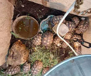 Testudo Marginata Nachzuchten Breitrandschildkröten  Bild 2