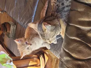 Baby katzen 