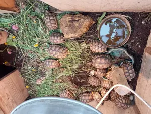 Testudo Marginata Nachzuchten Breitrandschildkröten  Bild 3
