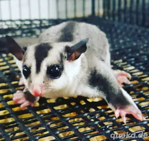 Sugar glider kaufen 
