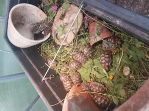 Testudo Marginata Nachzuchten Breitrandschildkröten  Bild 4