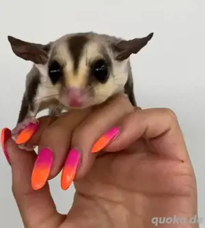 Baby sugar glider   Zuckergleitbeutler zum Verkauf erhältlich 