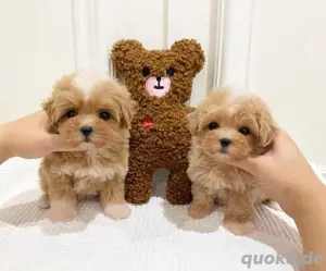Maltipoo zum Verkauf erhältlich 