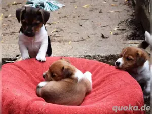 Jack-Russell-Terrierwelpen, reinrassig, geimpft, gechipt