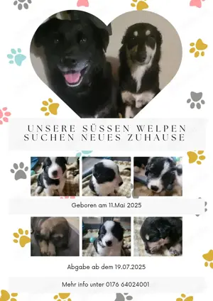 6 süße Welpen suchen neues Zuhause.
