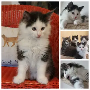 Norwegische Waldkatze   Waldkater 