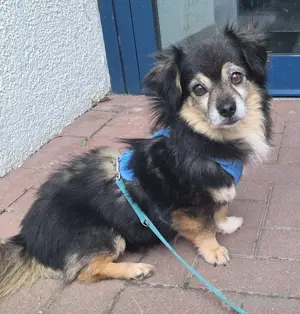 Süßer Nobby sucht liebevolles Zuhause 