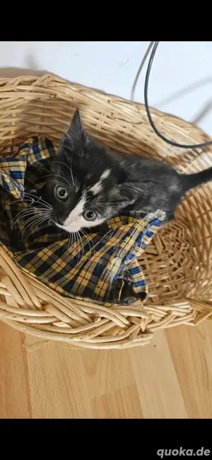 Katzenbabys zu verkaufen 
